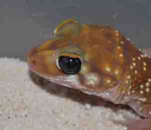 Freds head