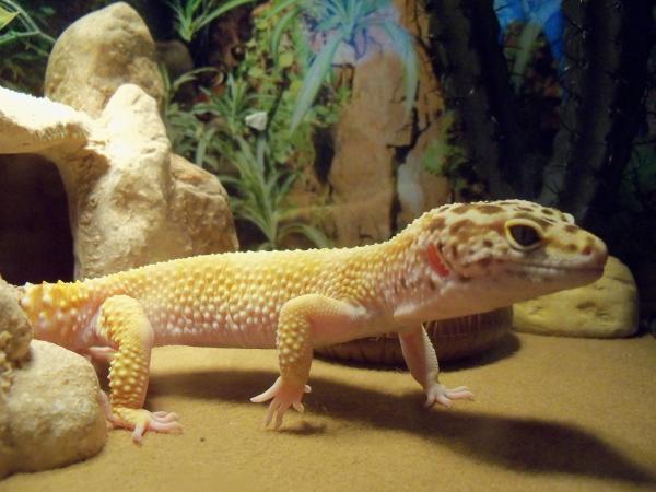 Gobi