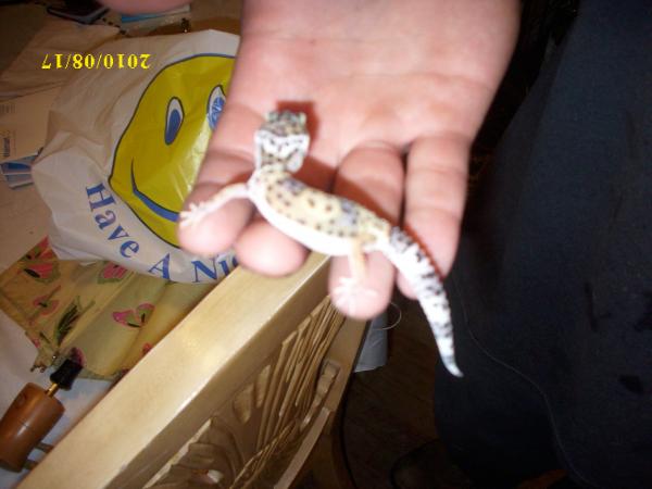 beautiful normal leopard gecko