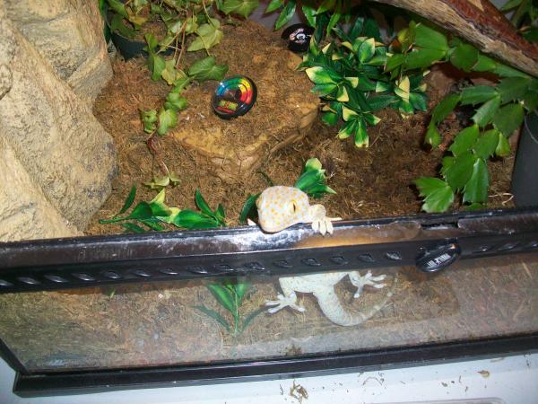 Gekko Gecko