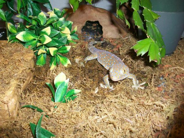 Gekko Gecko