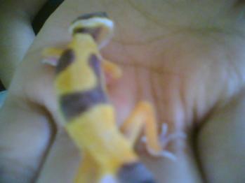 This is my baby Leopard Gecko un-named as of right now