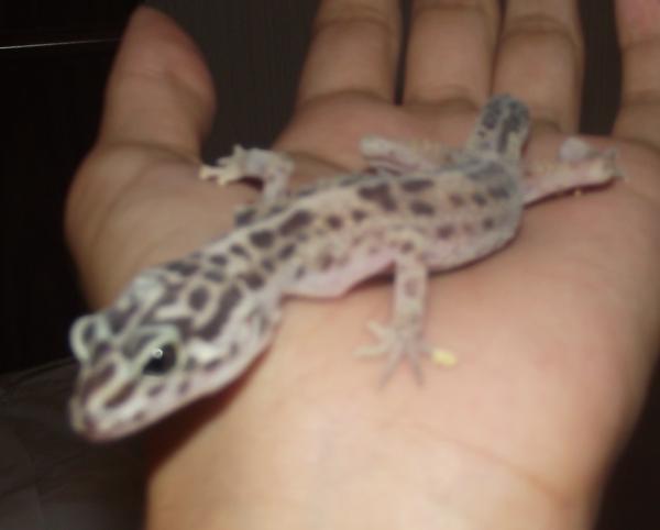 BETTY AT PETCO before I adopted her, April 5th 2.011 weight: 15 grames