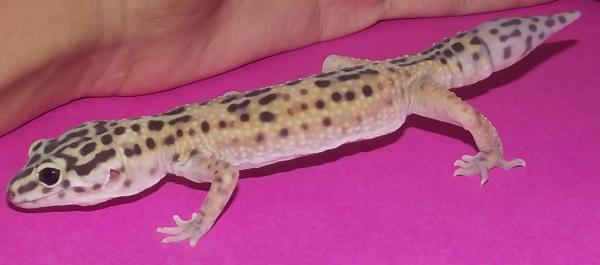 This is Betty at exactly one month with me, this picture is from May 5th, 2.011 weight: 23 grames