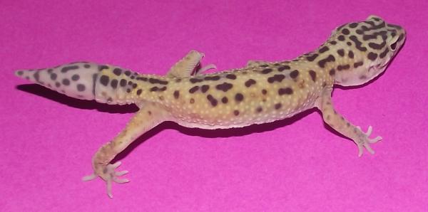 This is Betty at exactly one month with me, this picture is from May 5th, 2.011 weight: 23 grames