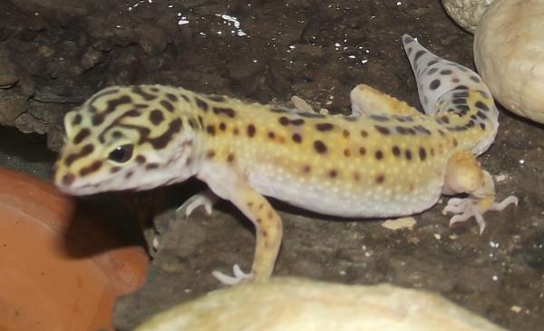 This is Betty (No longer Ugly) today, may 24th, she is looking more and more yellow, as GU member Allee Toler told me, she is a High Yellow!! She weig