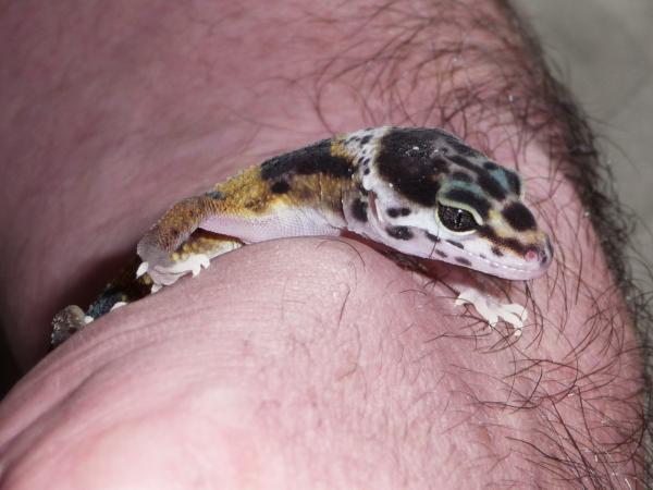 Baby Seffy hatched on 10th May 2011