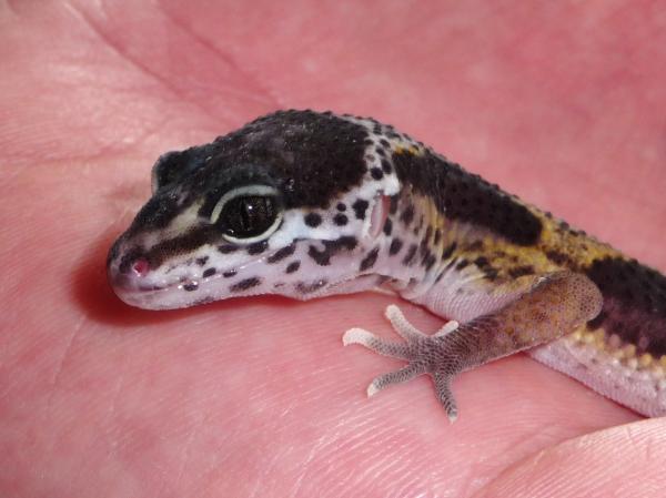 Baby Rixy hatched on the 11th May 2011