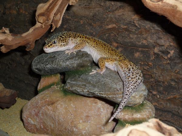 Our Male Gecko Bowser a real softie