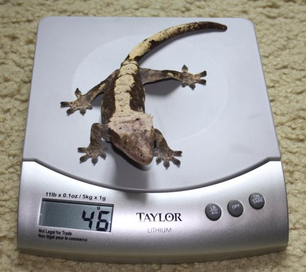 Crested Gecko Female - Lavender Harlequin