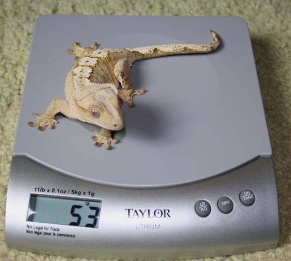 Crested Gecko Female - Yellow Cream on Cream