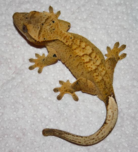 Juvenile Male Clutch 2, Egg 1