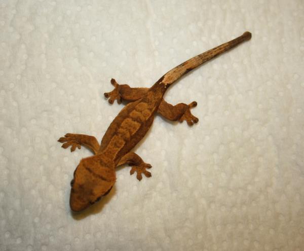 Juvenile Unsexed Clutch 6, Egg 2