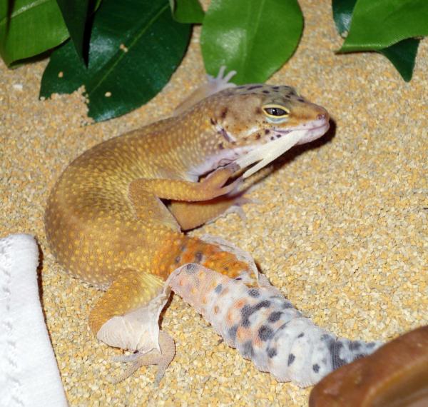 Yoshi