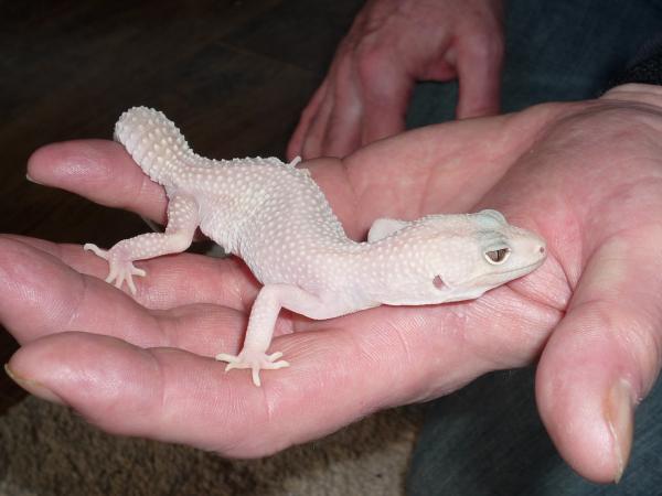 My first Boo RIP I wish I could have saved you