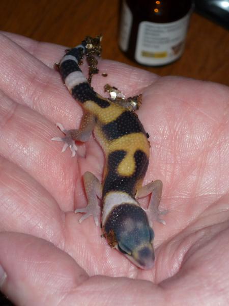 This is Tear she'd just hatched and walked straight onto my hand. Its never happened before and was an amazing and special moment :o)