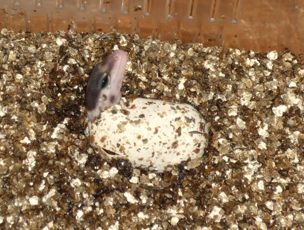 Juno hatching
