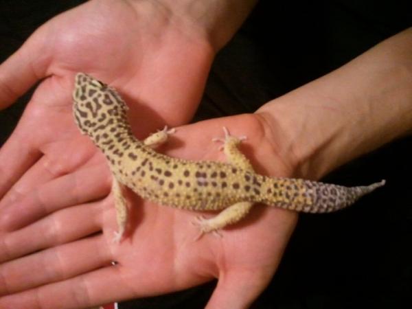 Thor, my little cuddle monster! Lovesss to lay on the back of my neck and to have his head petted.