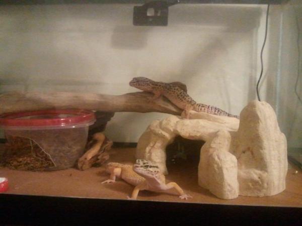 Hestia and her cagemate, Eos