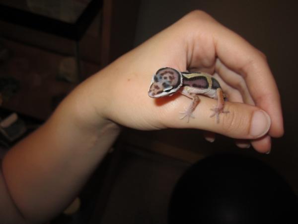 Monty resting on my hand, I think he is Jungle Morph, judging by his random markings...I can't wait to see what he looks like when he is older!
