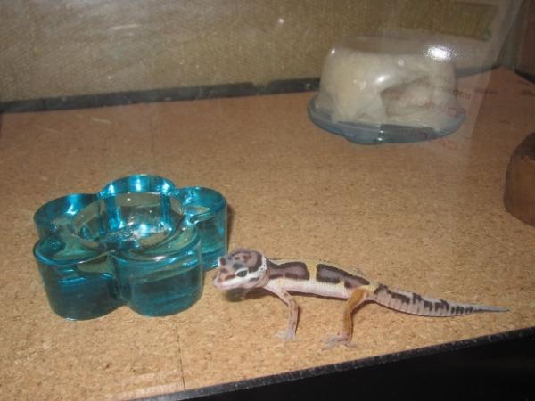 I got him a tea-light candle holder to keep his meal worms in, they dont seem to be able to get out, and at first Monty couldn't tell how to get in. h