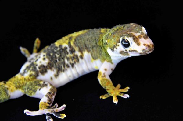 Super Pied 3DS6075LR