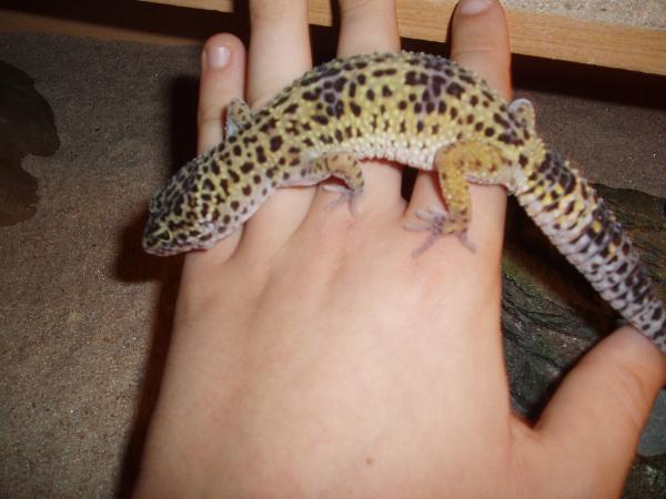 shadow one of my females