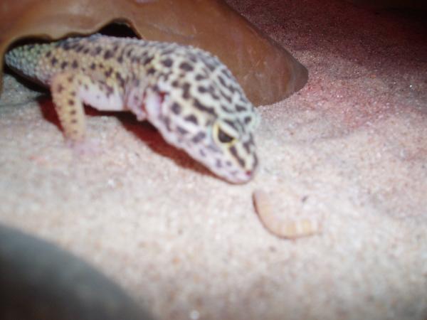 shadow eating a mealworm