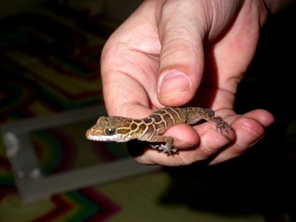 Cyrtodactylus peguensis