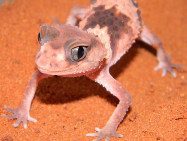 N.wheeleri cinctus.