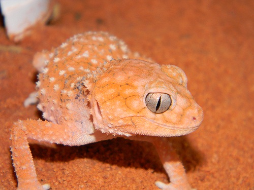 N.amyae