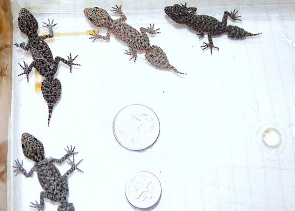 Baby P.platurus