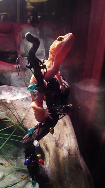 climbing on the christmas branch