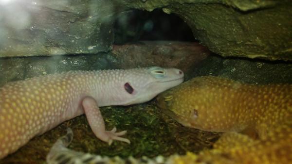 has her head on reptar's head