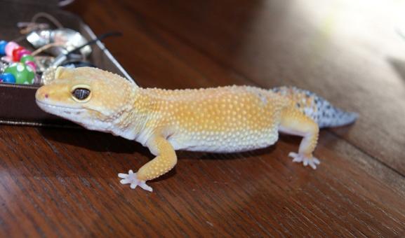 Chubby Sahara she's such a cutie pie