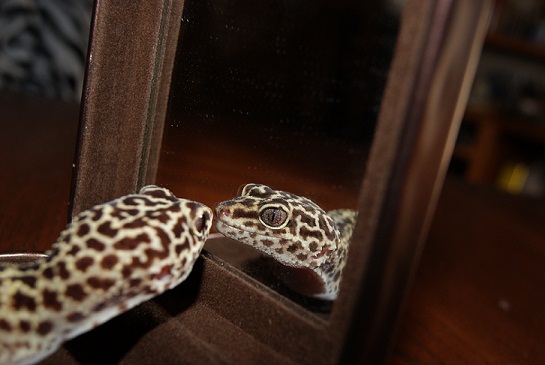 Kalahari lookin at herself. I tried to move her that day and she would not have it. She was entranced