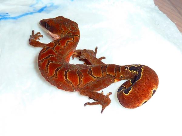 Aeluroscalabotes felinus female