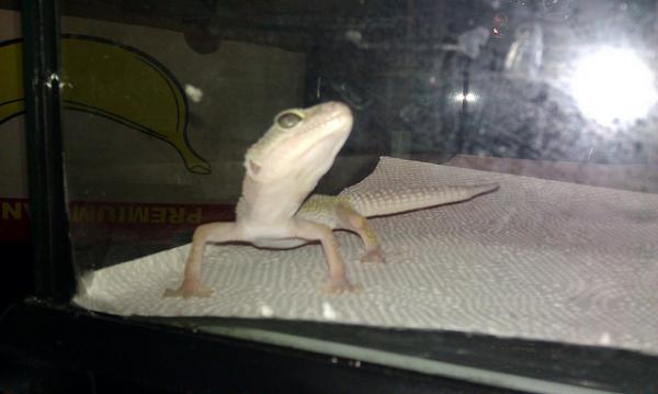 This is Cherish. We've rescued her and she's on her way to recovery.