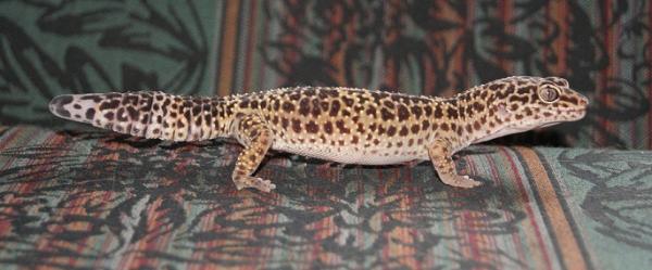 Kalahari posing. It always amuses me how the stand so straight.