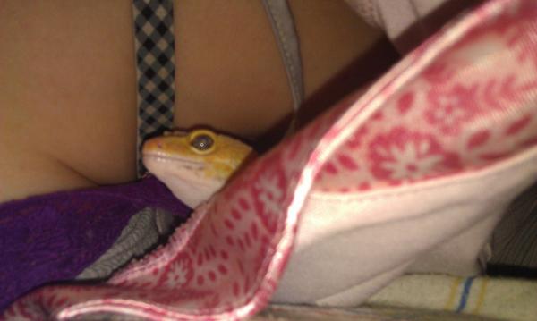 Sahara making a cave in my shirt. She's a sneaky one.