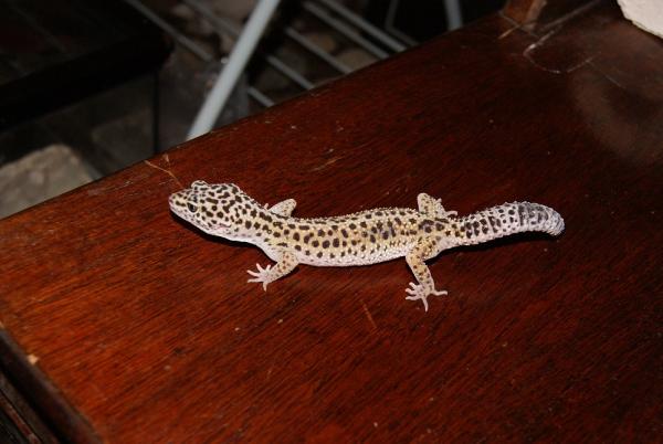 Sundrop the little princess.