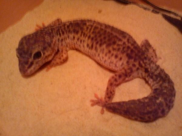 Day two of ownership she's ready for shedding
