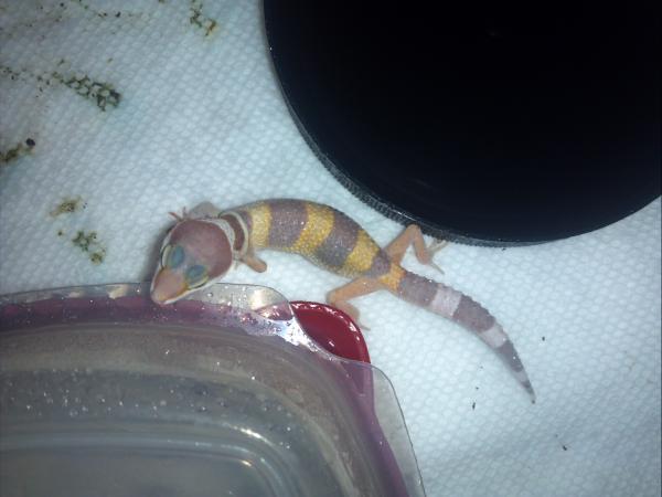 Gymcie shedding!