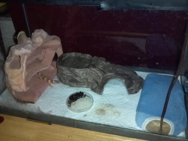Gymcies tank. It will get bigger soon ill be getting a uth in a couple days and will be getting rid of the rock. :)