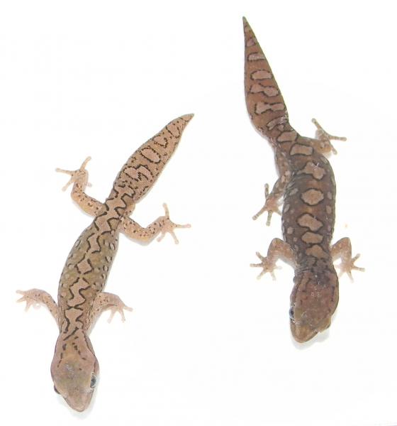 Diplodactylus granariensis granariensis