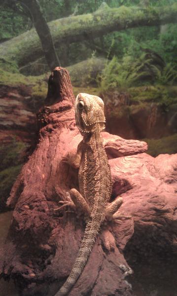 Toothless: my beardie