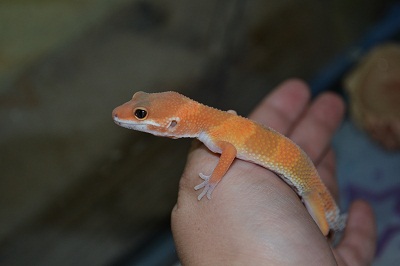 geckos 012