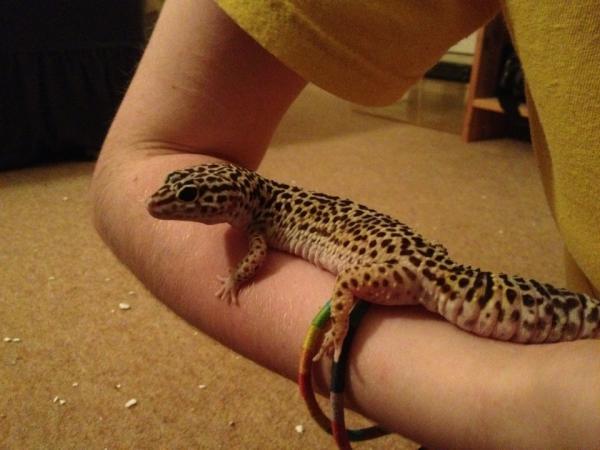 Eric chilling on my arm :)