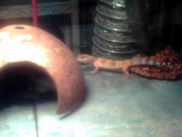 Roxanne My first and only gecko! hopefully ill have more pics of more leos in the future!