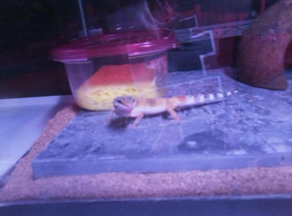 My leopard geckos home in the UV Light!